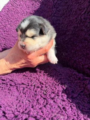 images/J-Wurf/Joe Cocker/e0ce83f8-5686-4e54-bfe7-3e9ca6780b8a.jpg